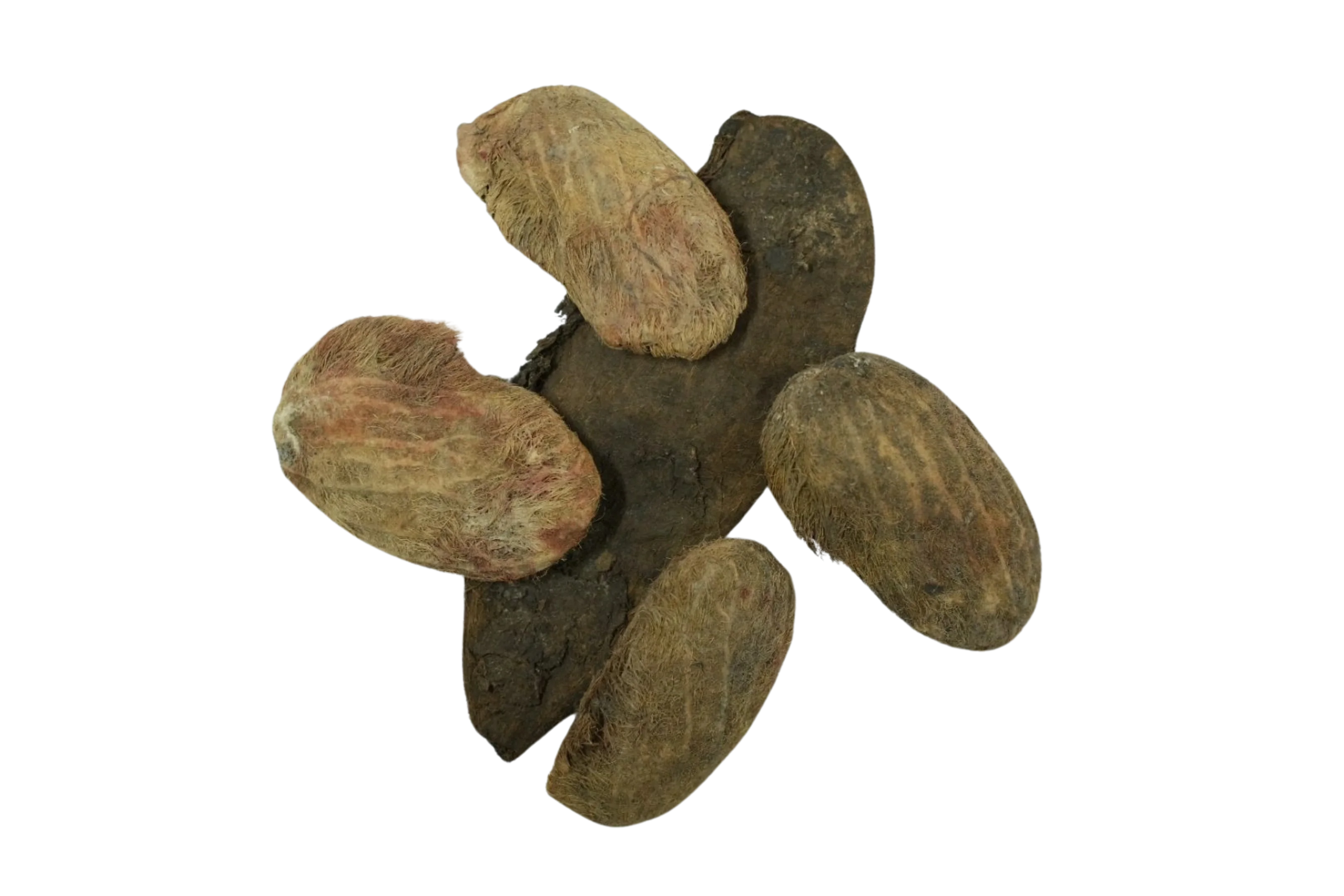 Mango Seeds